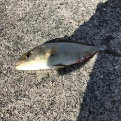 ショアジギングでシオ！&タコ！