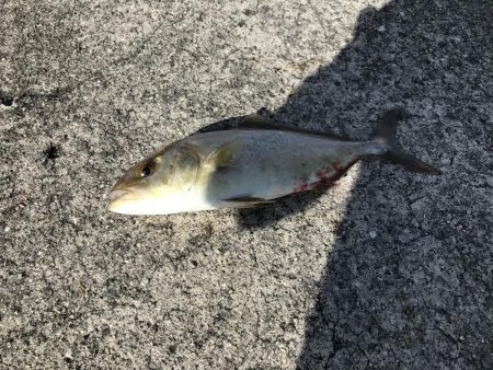 ショアジギングでシオ！&タコ！