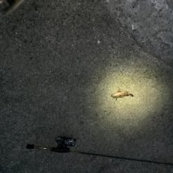 ショックリーダー切れる！残念