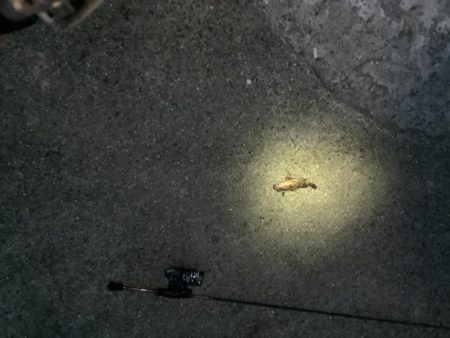 ショックリーダー切れる！残念