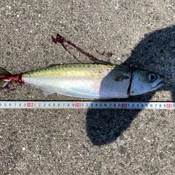 大サバまわってます!