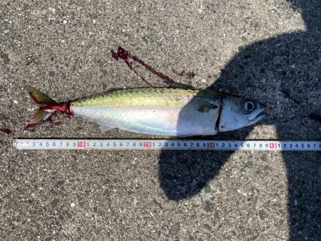 大サバまわってます！