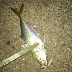 アジが釣れました(^^)