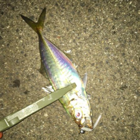 アジが釣れました(^^)