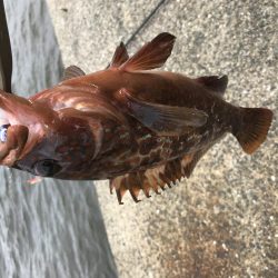 ライトショアジギング