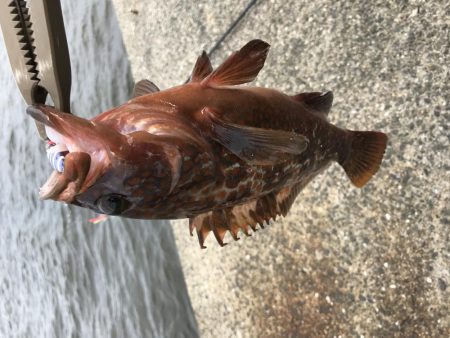 ライトショアジギング