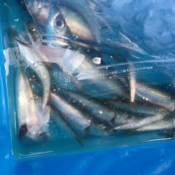 ファミリーサビキ