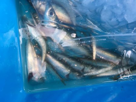 ファミリーサビキ