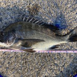 忠岡高場テトラ前打ちチヌ黒鯛