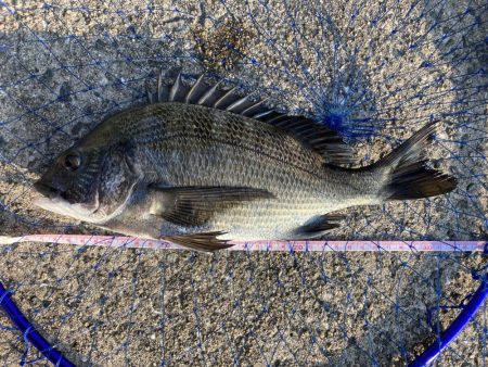忠岡高場テトラ前打ちチヌ黒鯛