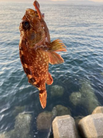 東二見人工島前打ちカサゴカンダイ