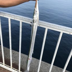 ライトショアジギングで初めての魚種