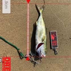 中部 ハゼクランク 陸っぱり 釣り 魚釣り 釣果情報サイト カンパリ