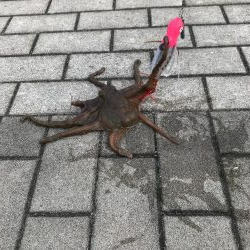 ライトショアジギング