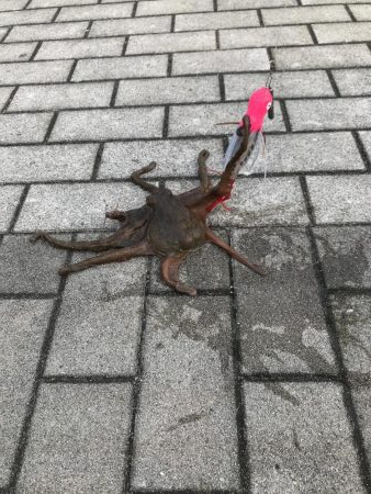 ライトショアジギング