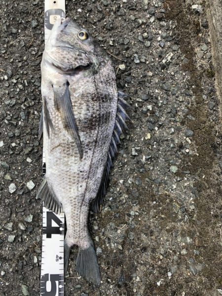 イチノ兄弟、釣果！