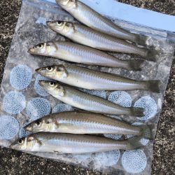 フグ祭り。。。