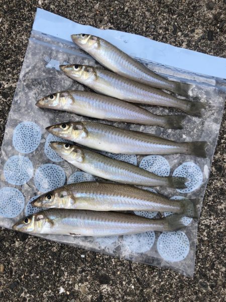 フグ祭り。。。