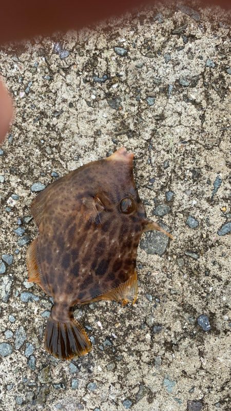 人は多いが魚は少ない