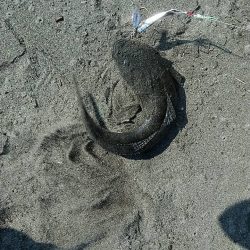 手前でマゴチくん