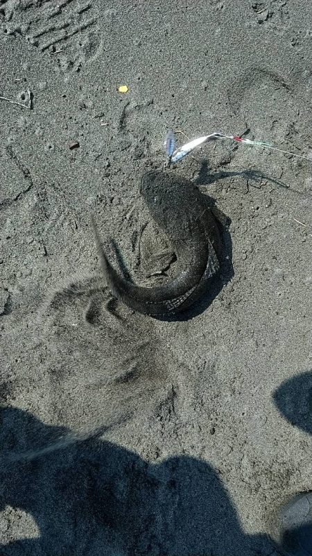 手前でマゴチくん