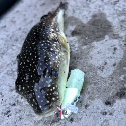 マゴチ自己記録