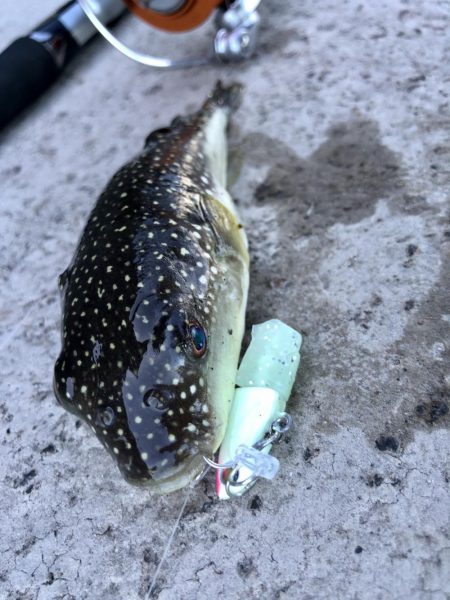 マゴチ自己記録