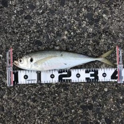 カマスまだいた