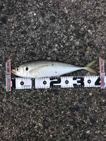 カマスまだいた