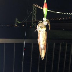 ケンサキイカ狙い