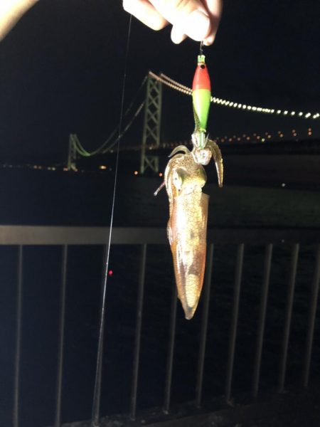 ケンサキイカ狙い