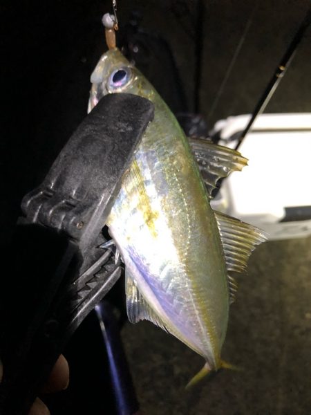 朝マズメアジング