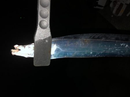 今年初タチウオ