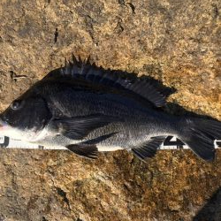 姫路年無し3枚‼️（イチノ兄弟）