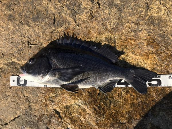 姫路年無し3枚‼࿠…