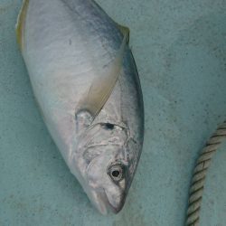 津島付近でシマアジ