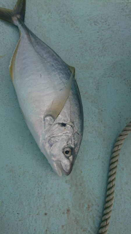 津島付近でシマアジ