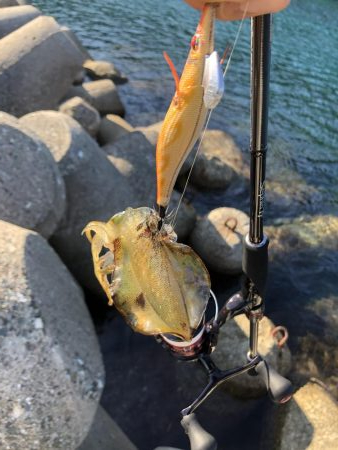 きまぐれ新子調査