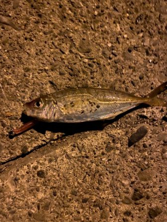 アジング中の思わぬゲスト