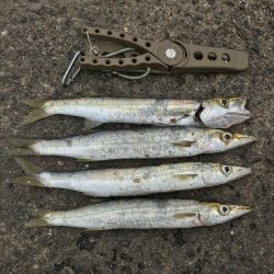 終わりかけのカマス