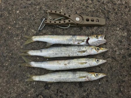 終わりかけのカマス