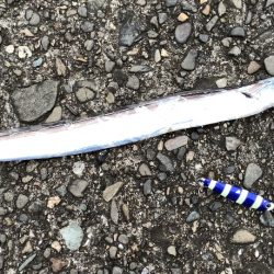 夏タチウオとエソ