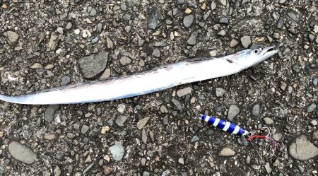 夏タチウオとエソ