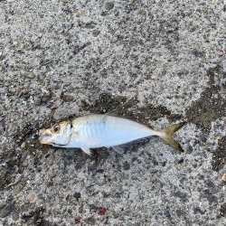 中アジまずまず、イワシ入れ食い
