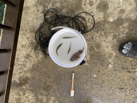 アジサビキ釣り