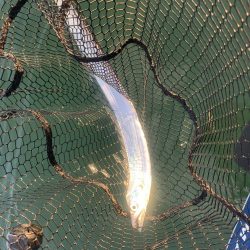 ライトジギング