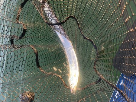 ライトジギング