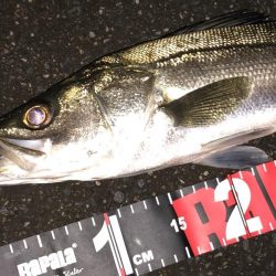 円山川シーバス