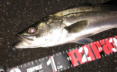 円山川シーバス