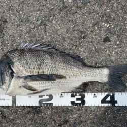 イチノ兄弟、釣果！